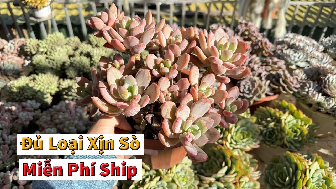 Sen già chất lượng đủ mẫu từ bụi nhỏ đến bụi to | succulent Gia Nghia
