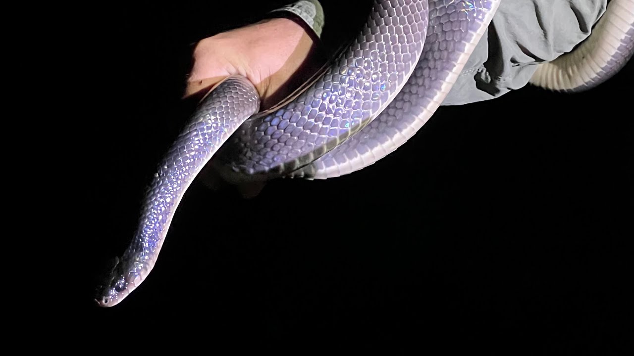 Herping Costa Rica: Rare Mussurana & Eyelash Vipers! (Snake Bonanza)