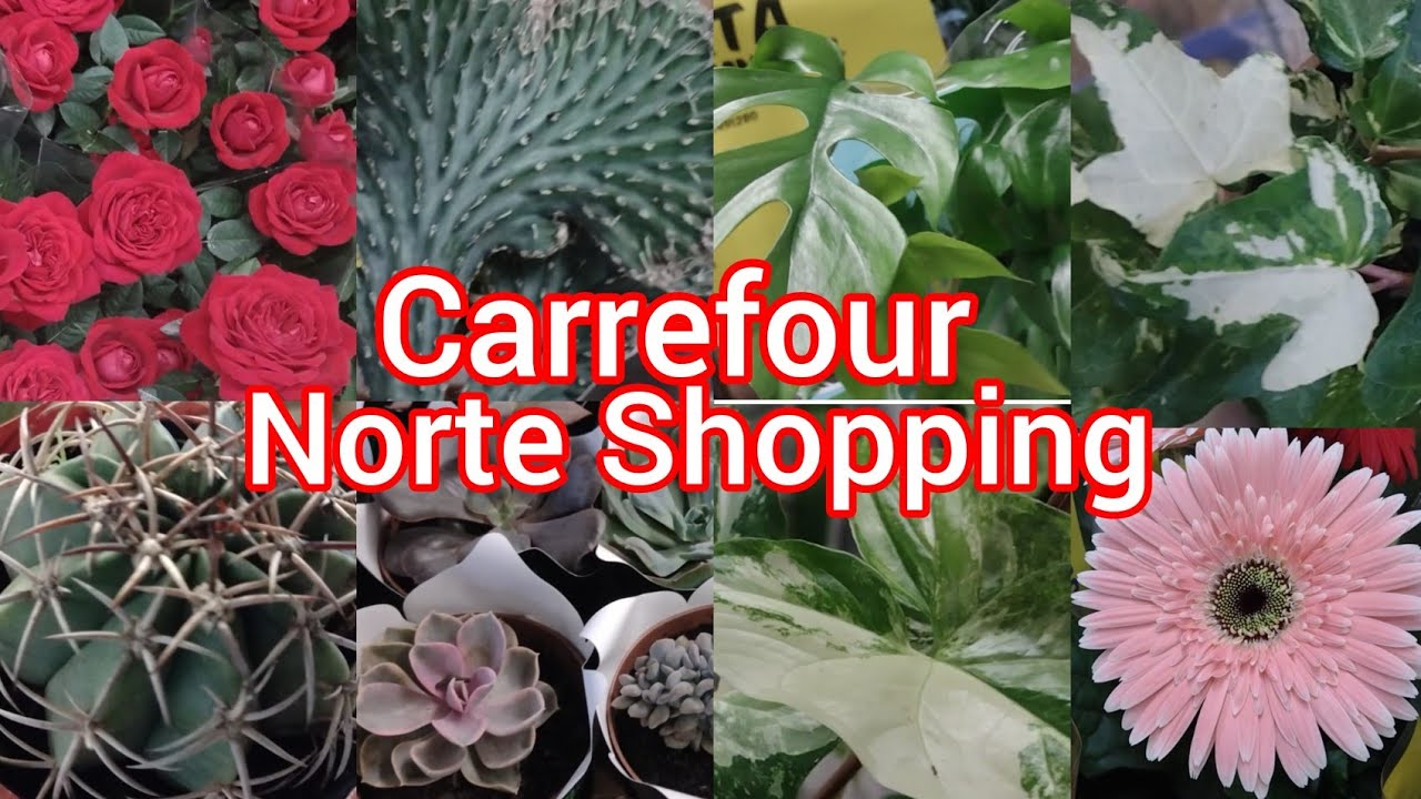 Chegou plantas nobas no Carrefour!#viral #plantas #viralyoutubevideo #viralvideo#flores#amigos #casa