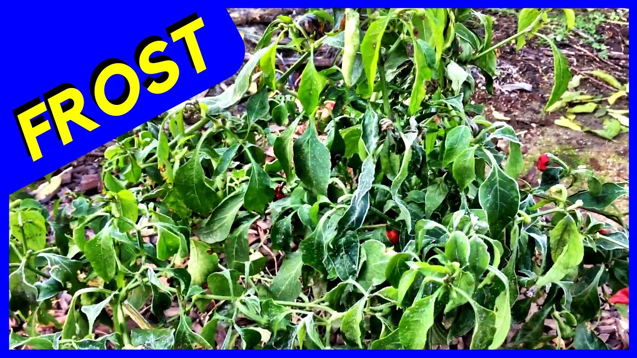 Pepper plant After a Frost (AWESOME)