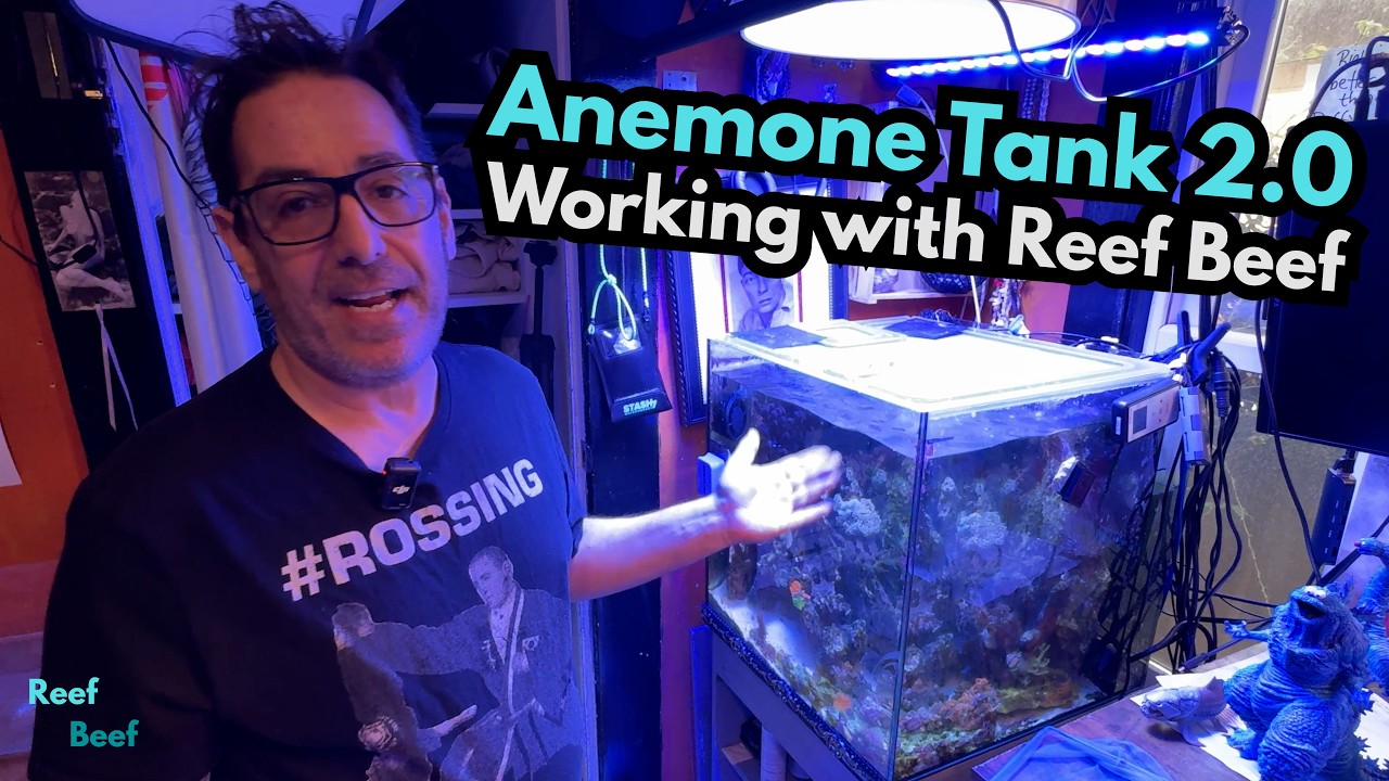 Anemone Tank 2.0 — Работа с рифовой говядиной