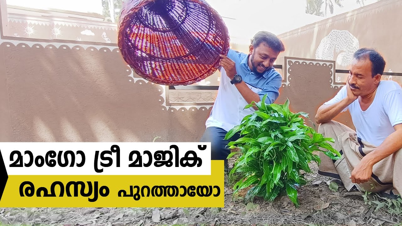 മാംഗോ ട്രീ മാജിക് രഹസ്യം പുറത്തായോ / Mango Tree magic / Tricks Episode :168