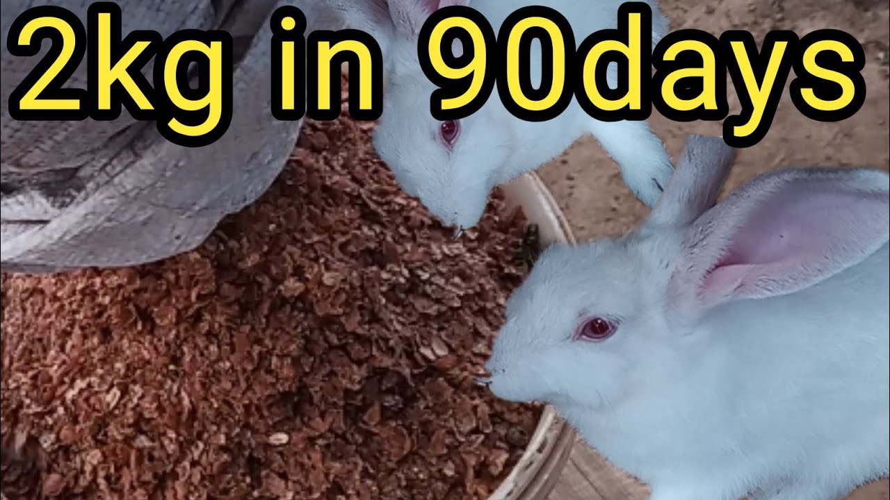 Best rabbit food most farmers never use