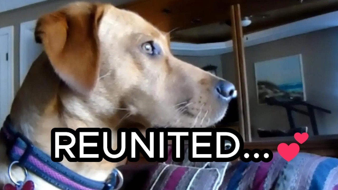 She Waits for the School Bus Every Day…Then She Sees Him ❤️🐾