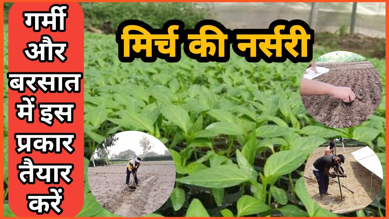 मिर्च की 🌱नर्सरी तैयार करने की सर्वोत्तम विधि || 🌶chilly nursery ||