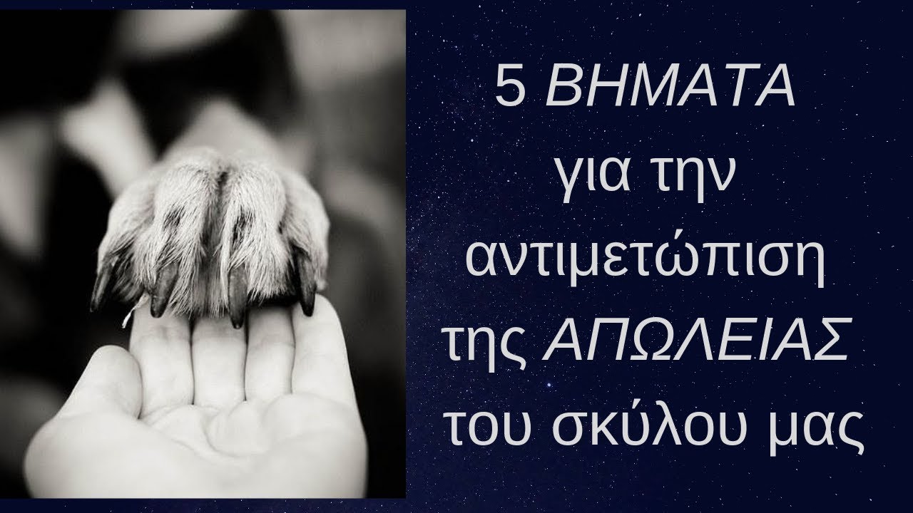 Τα 5 στάδια για την αντιμετώπιση της απώλειας του σκύλου μας