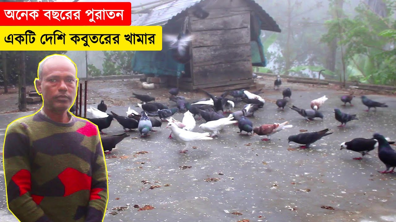 অনেক বছরের পুরাতন একটি সম্পূর্ণ দেশি কবুতরের খামার | কবুতর পালন পদ্ধতি | Pigeon Farm In Bangladesh.