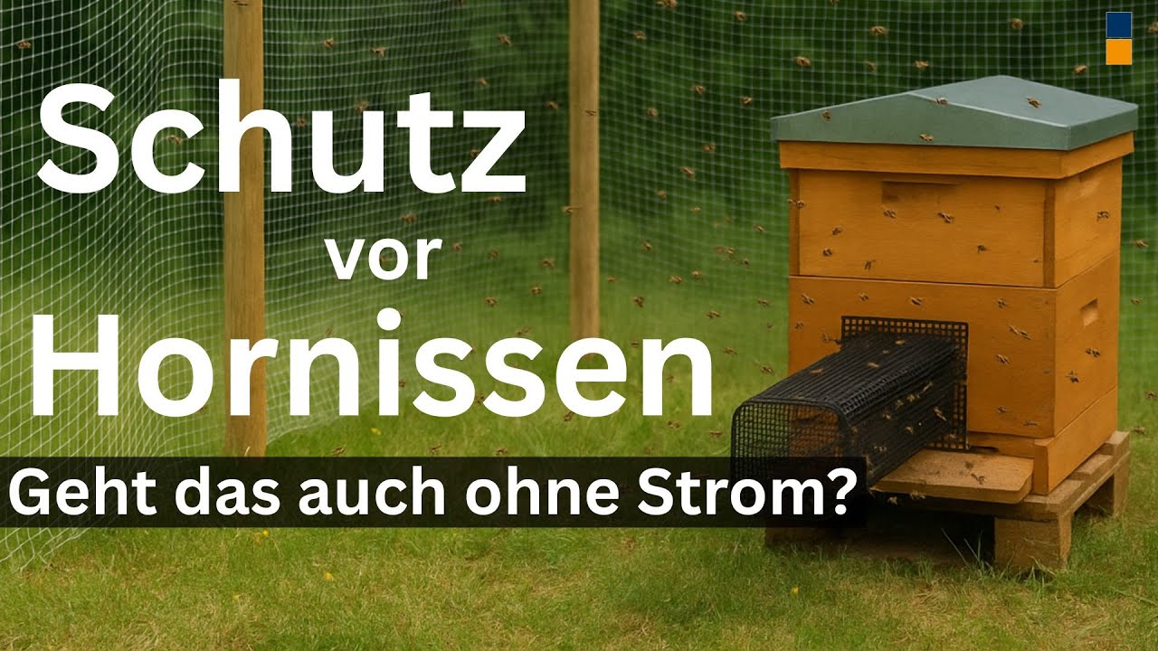 So schützt Du Bienen gegen die Asiatische Hornisse Nr. 2: Obstnetz + Flugloch-Tunnel im Praxis-Check