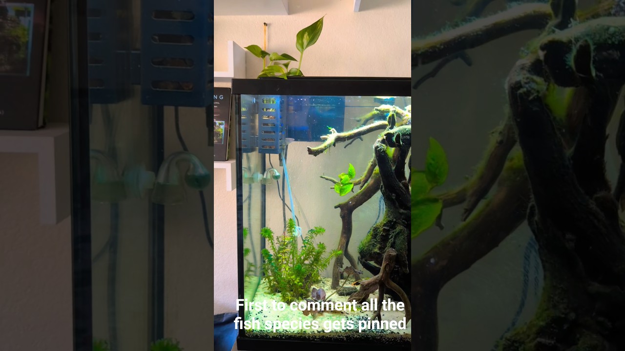 update on my tank 