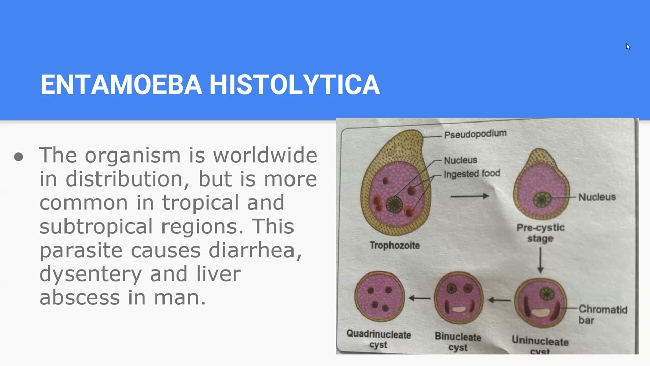 chapter 25 part 1 in microbiology(B.Sc. Nurshing)