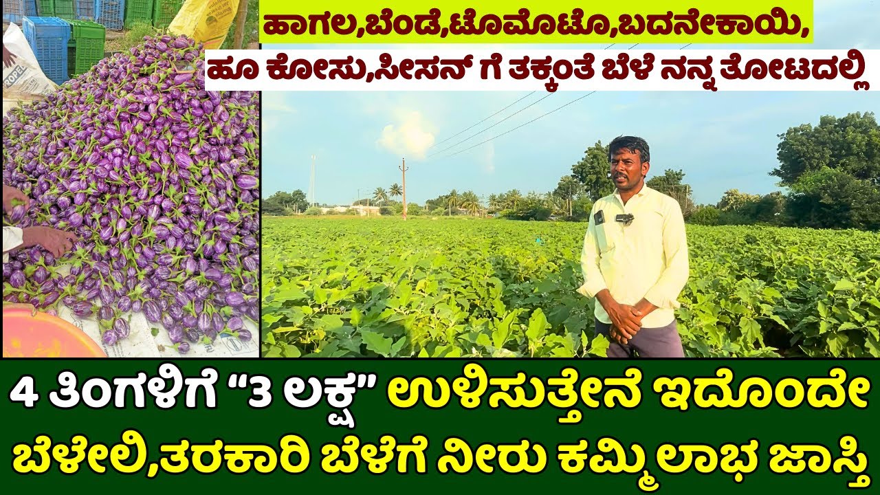 4 ತಿಂಗಳಿಗೆ 3 ಲಕ್ಷ ಉಳಿಸುತ್ತೇನೆ ಇದೊಂದೇ ಬೆಳೇಲಿ,|brinjal farming in kannada|ನೀರು ಕಮ್ಮಿ ಲಾಭ ಜಾಸ್ತಿ