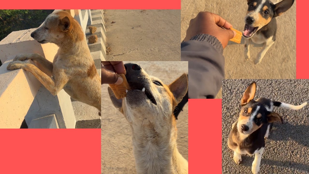 Street Puppy Ko Mila Special Treat…/🤓Biscuit/