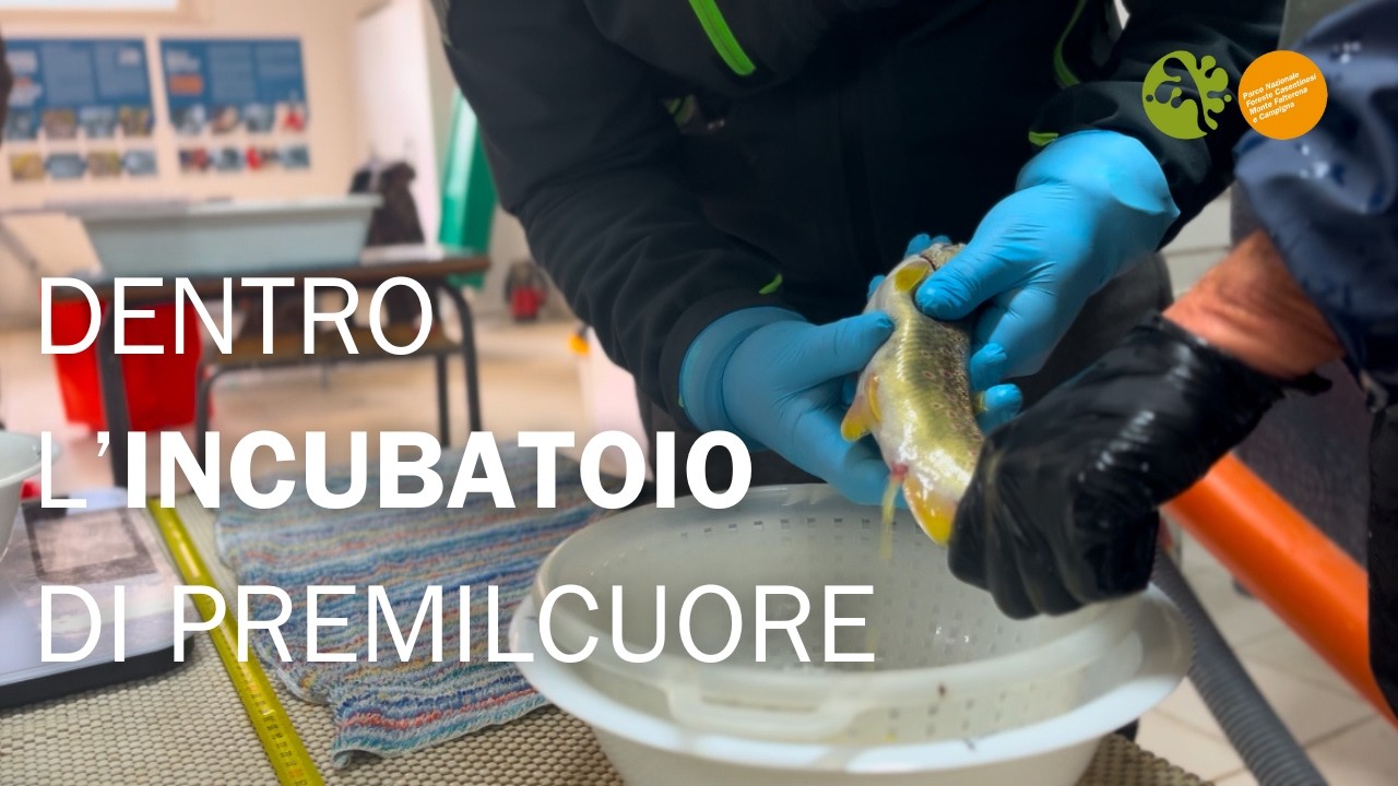 DENTRO L'INCUBATOIO |  Le attività di riproduzione della Trota Mediterranea