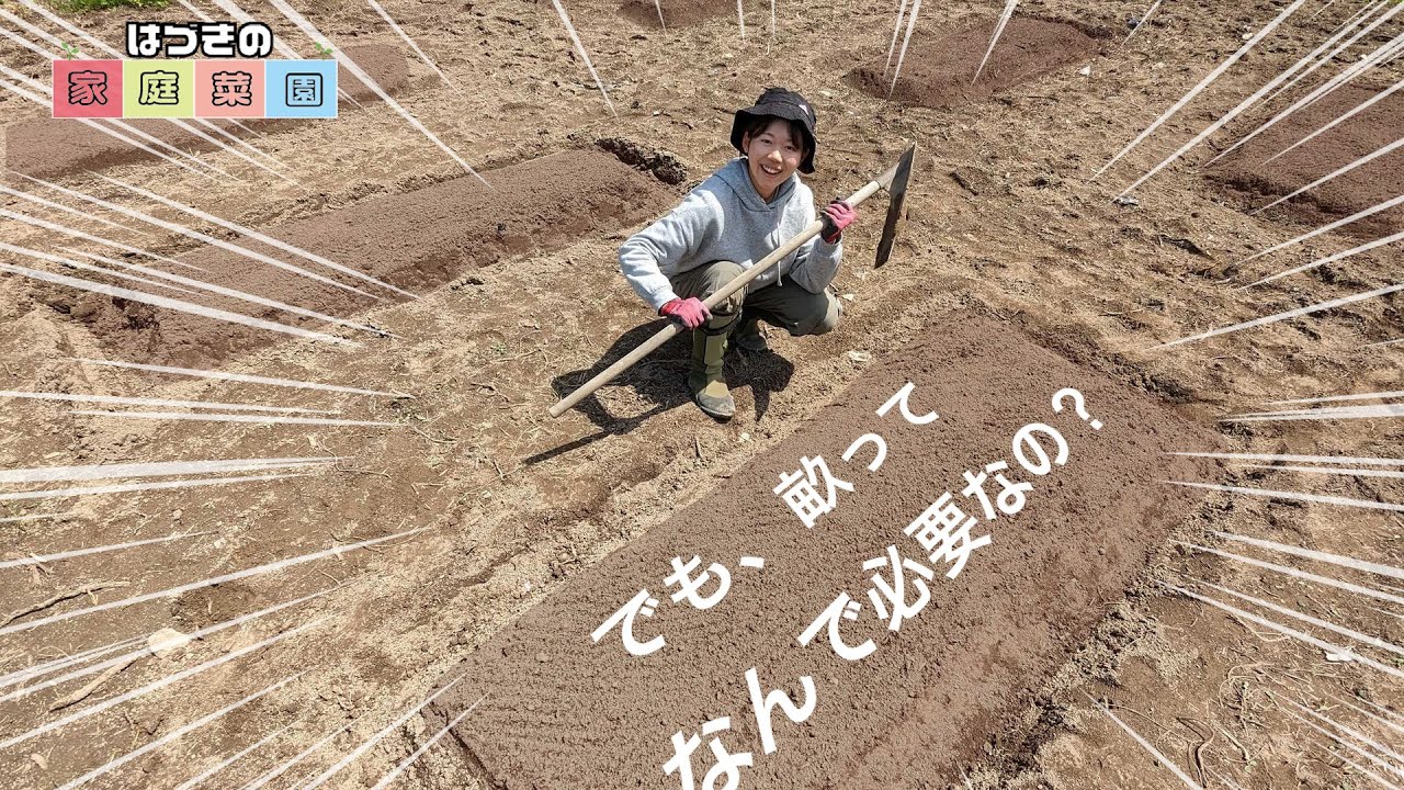 【家庭菜園】畝を高くすると〇〇が減っていく！