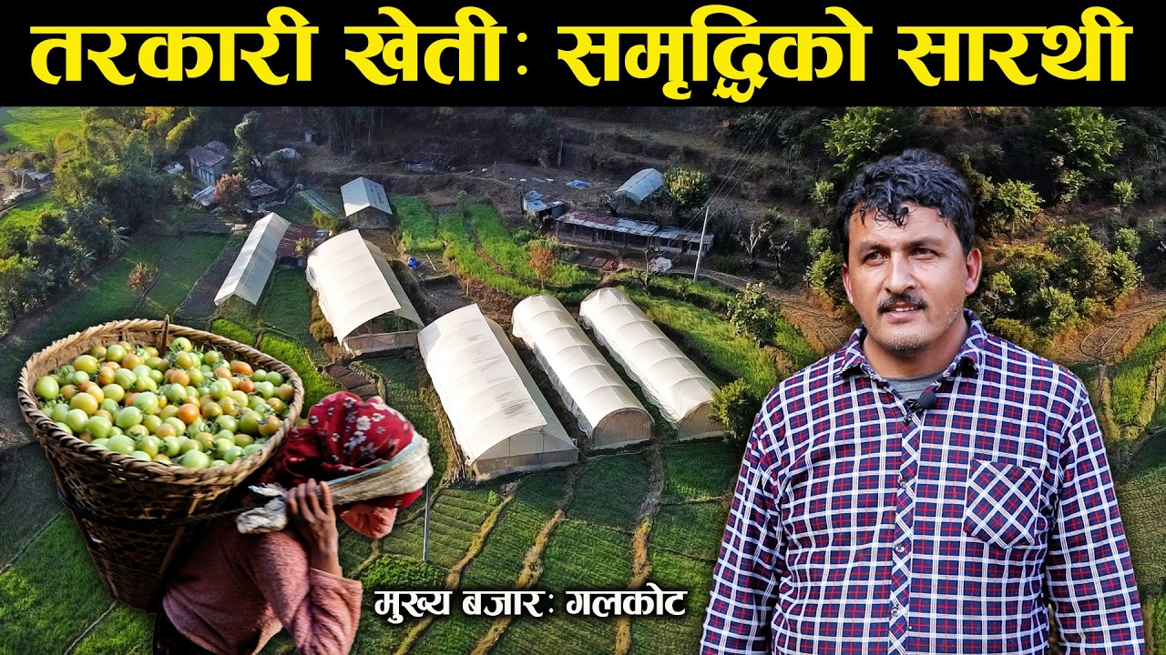 तरकारी खेतीले यसरी सफल बनायो - Success through vegetable farming.
