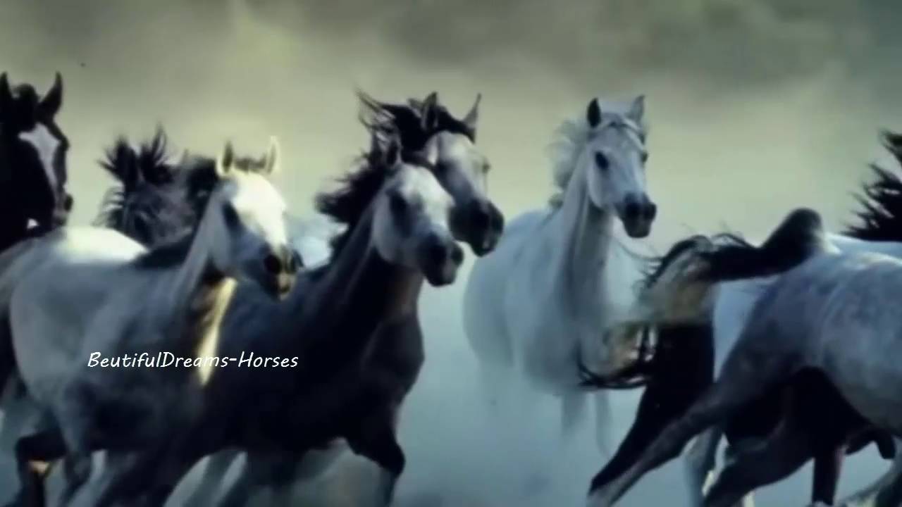 Wildest Dreams - Horses