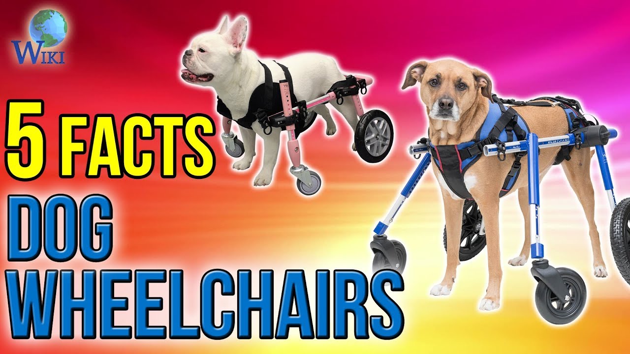 Dog Wheelchairs: 5 Fast Facts