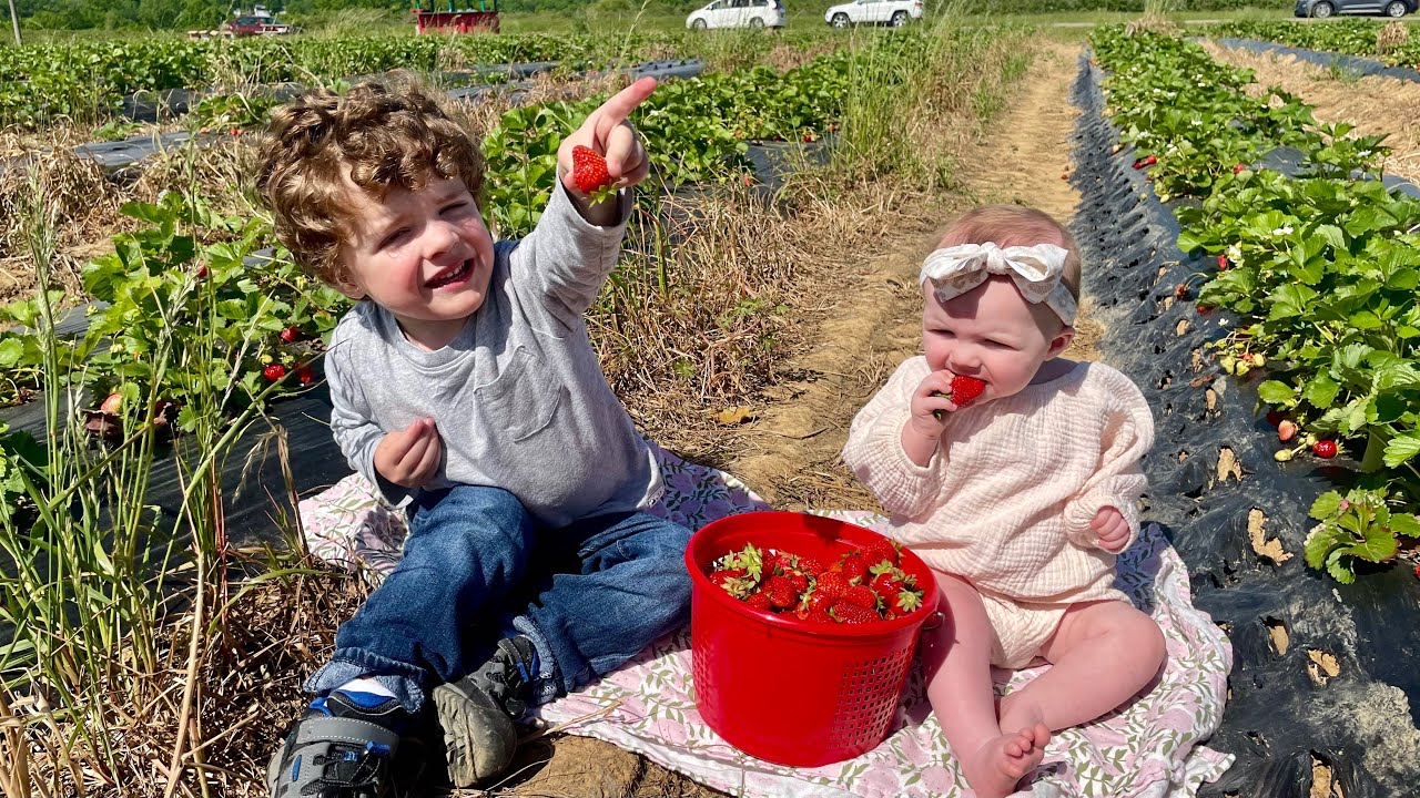 Picking Strawberries / Canning Homemade Strawberry Jam!