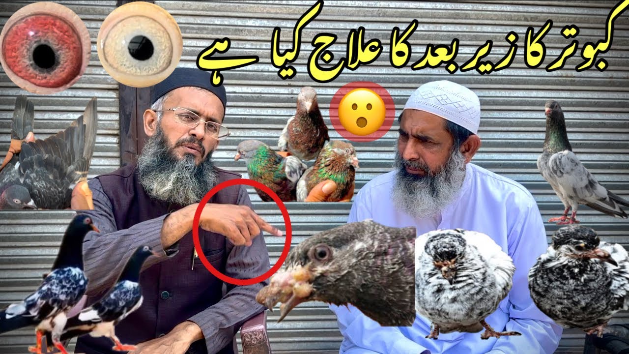 What is the cure after pigeon poison #amjadaliofficial #kabutar #kabootar #pigeons