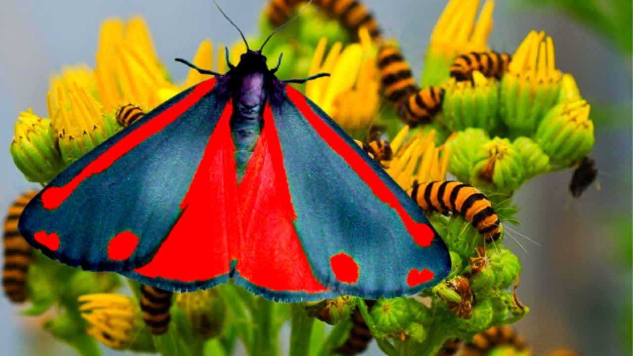 Cinnabar Moth and Ragwort: A Toxic relationship (Tyria jacobaeae: Arctiinae) - Bartfilms
