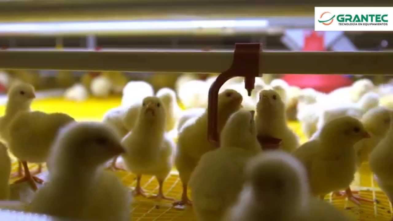 Sistema de colonia de pollos BroMaxx