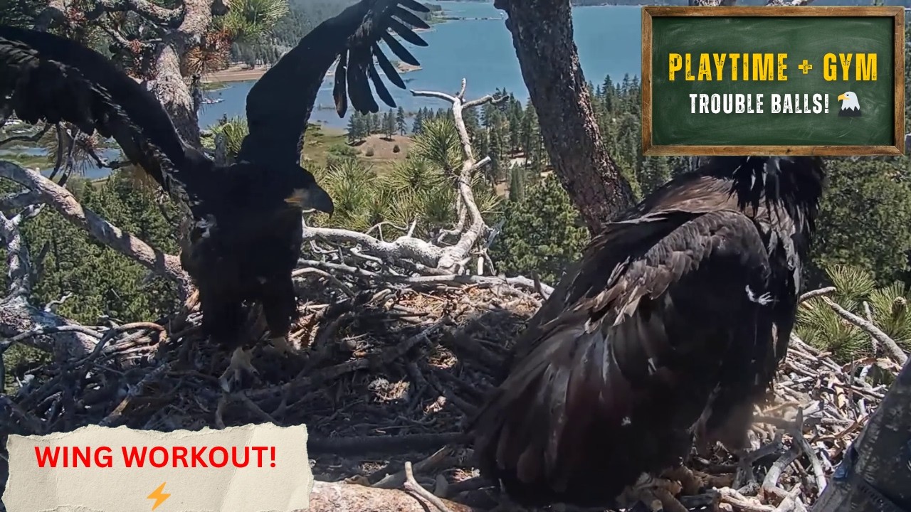 STICKS + FLYING! 🪽 Sandy & Luna's BUSY Pre-Fledge Training Day! | Big Bear Bald Eagles 2026