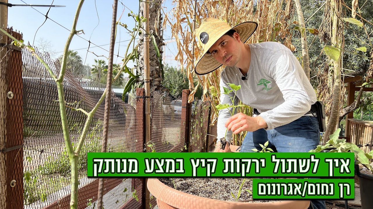 איך לשתול ירקות קיץ במצע מנותק?