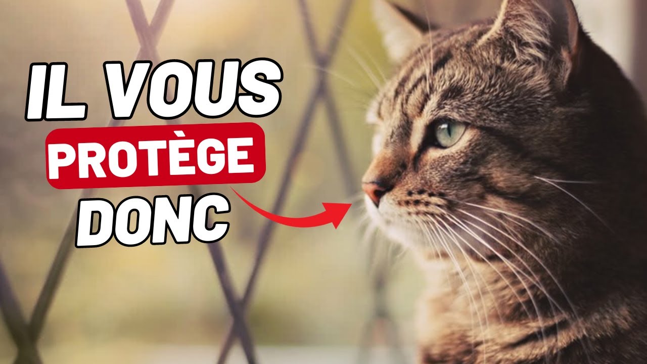 10 CHOSES que votre chat fait pour VOUS PROT&Eacute;GER vous et votre maison