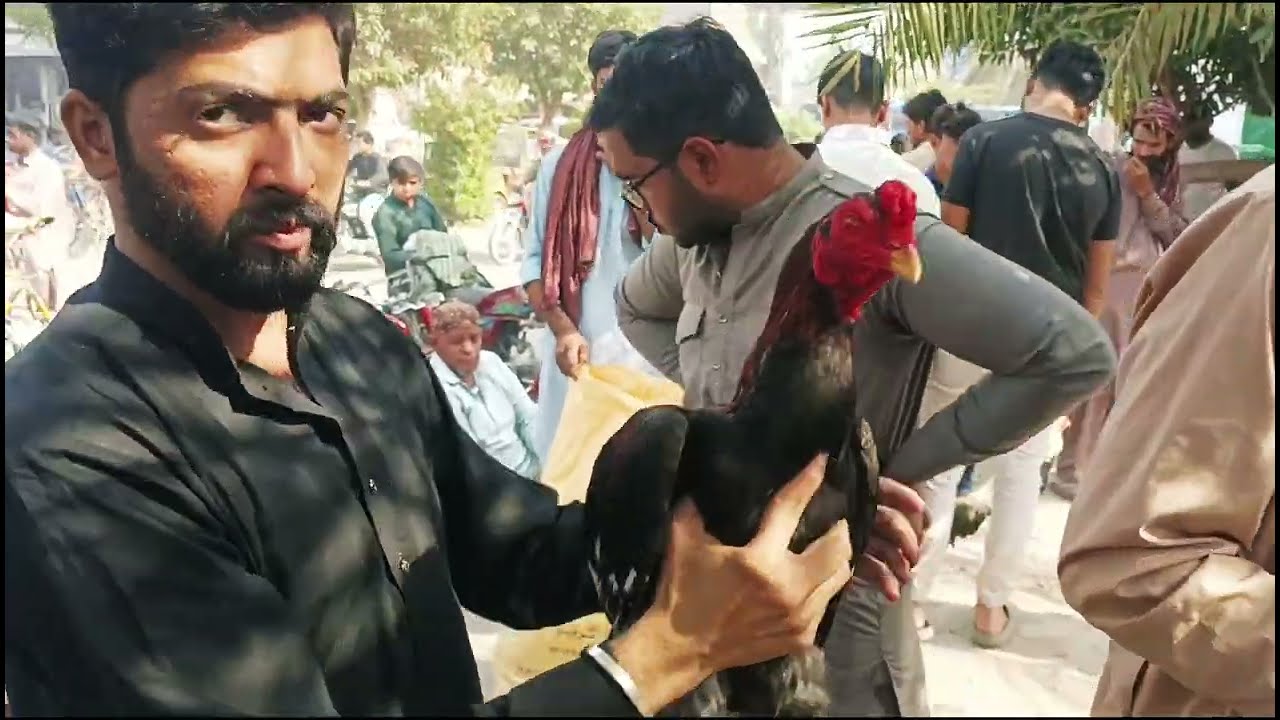 How to aseel murga Multan godri Mandi  My vlogs video|| or mans  fightin || aseel murga mandi multan