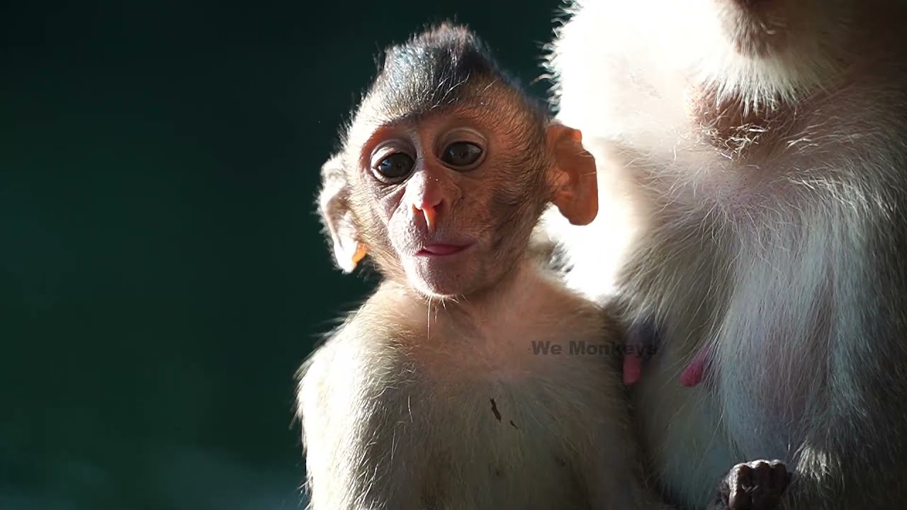 Baby Monkey Cinn's Activities ( 2 Days Drafted Video)