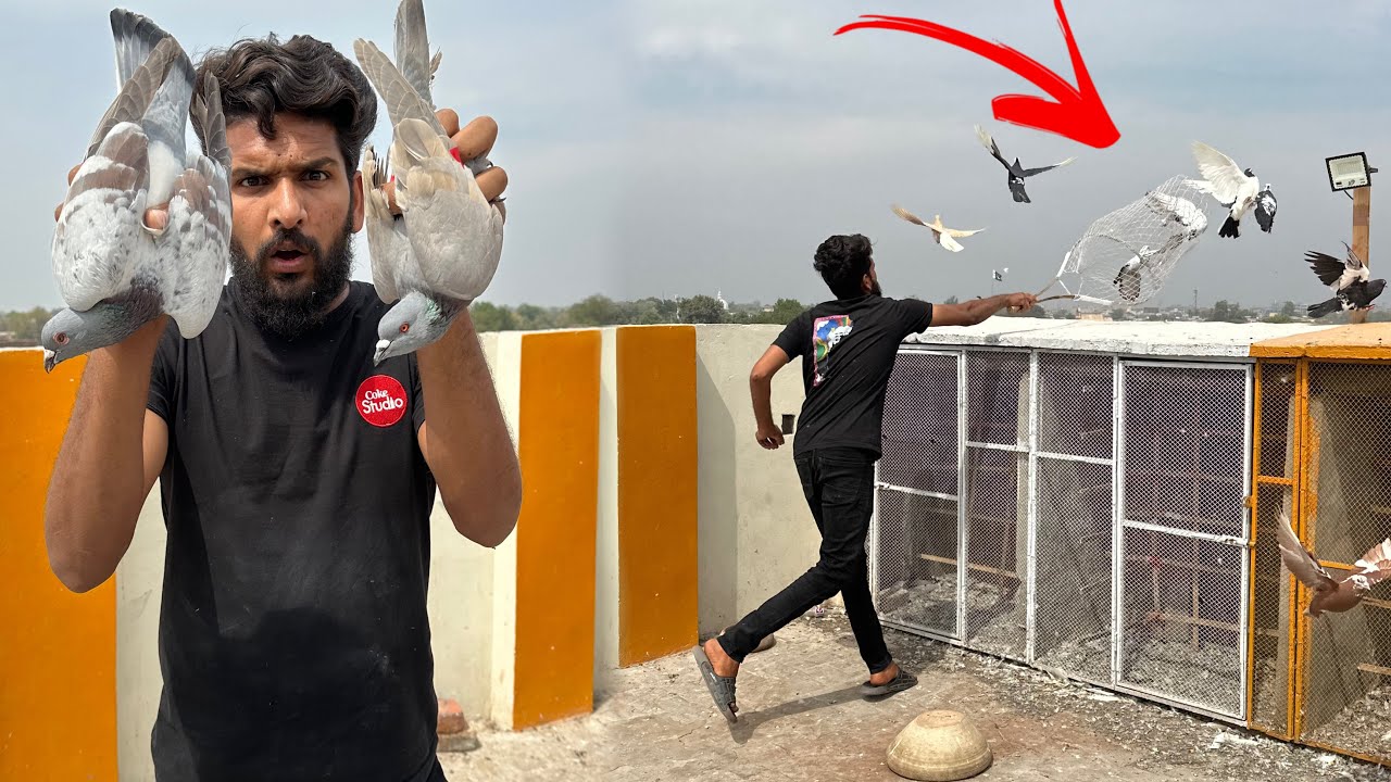 Aaj sare kabutaron ko khol diya or kisi Kay 2 kabutaro ko utar liya 😱😳