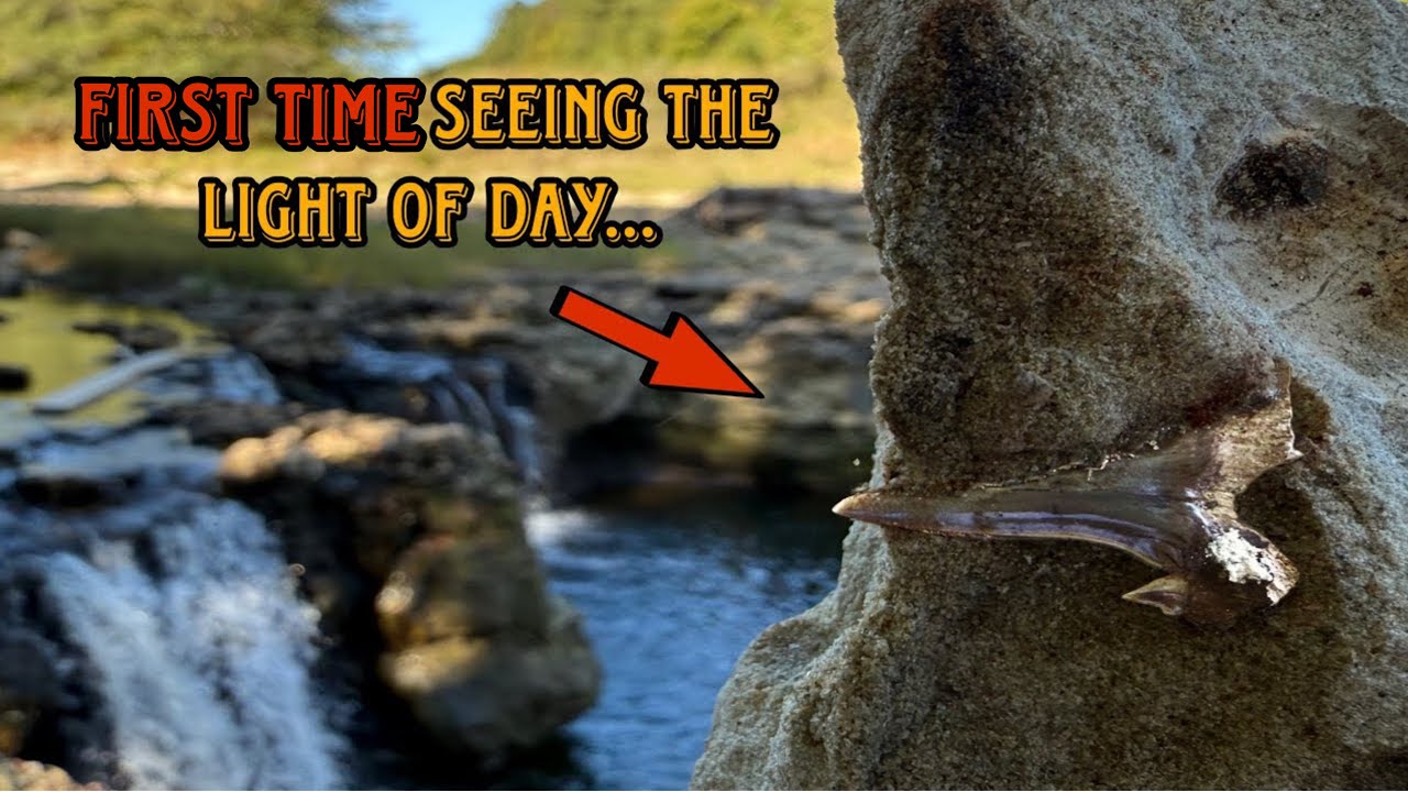 Alabama Creek walking reveals fossils of ANCIENT sea monsters!