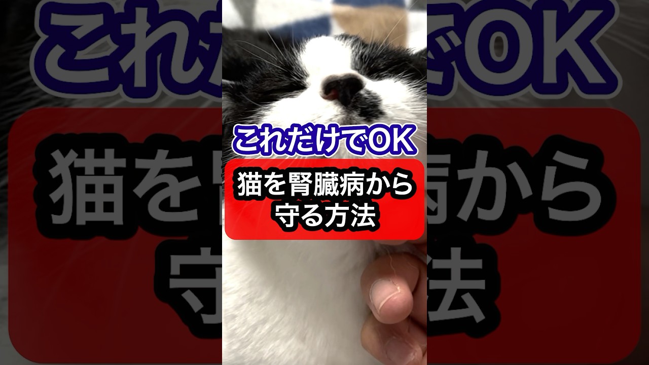 &uarr;詳細は上の▶をタップ👆️〜猫を腎臓病から守る方法を獣医師が解説 #猫のいる暮らし #猫のいる暮らし #保護猫 #猫 #ねこ #cat #猫好きさんと繋がりたい #ねこのいる生活 #獣医師