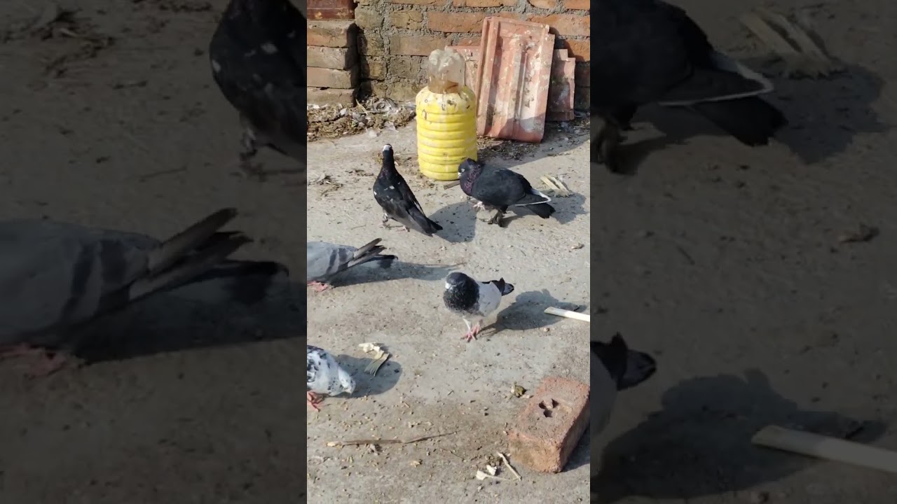 Kala kabutar 