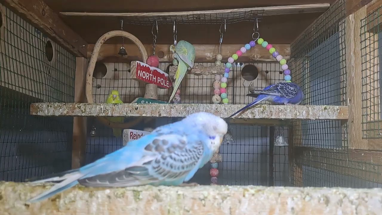 Parrot Behavior Moments
