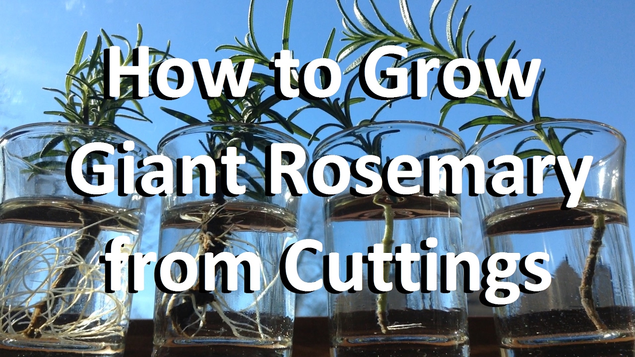 How to Grow Giant Rosemary from Cuttings 🌿