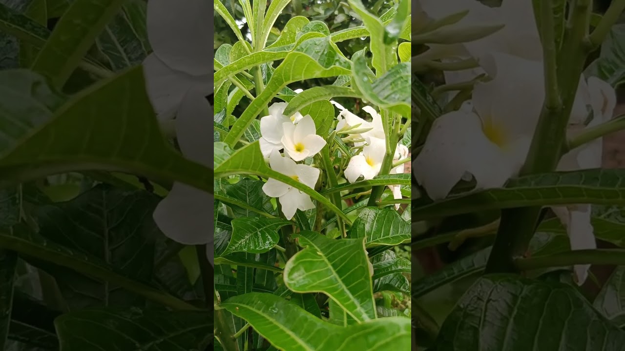 Asian pigeonwings,[1] bluebellvine, blue pea, It is a very medicinal plant, Plumeria pudica.