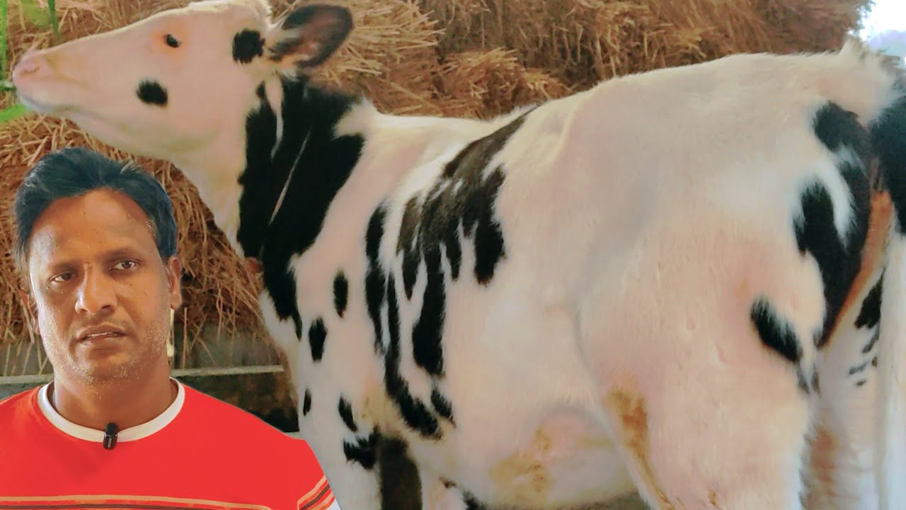 মুন্ডি গরুর মেলা🔥মাত্র ৭৭ হাজার টাকায় সুপার কোয়ালিটির ফ্রিজিয়ান মুন্ডি গরু কিনুন বায়োজিদ ডেইরি