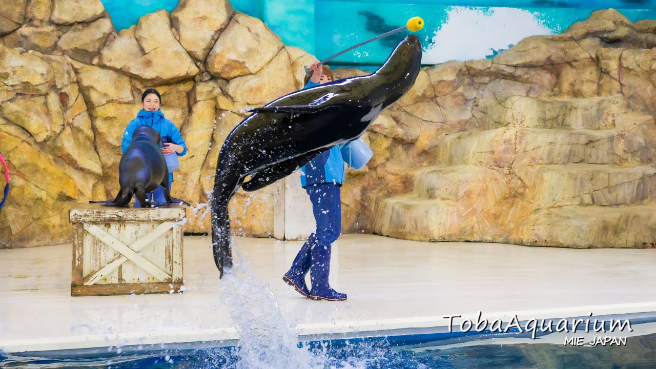 《鳥羽水族館》2025.2.12　オタリア「すみれ」がショーデビューしました！