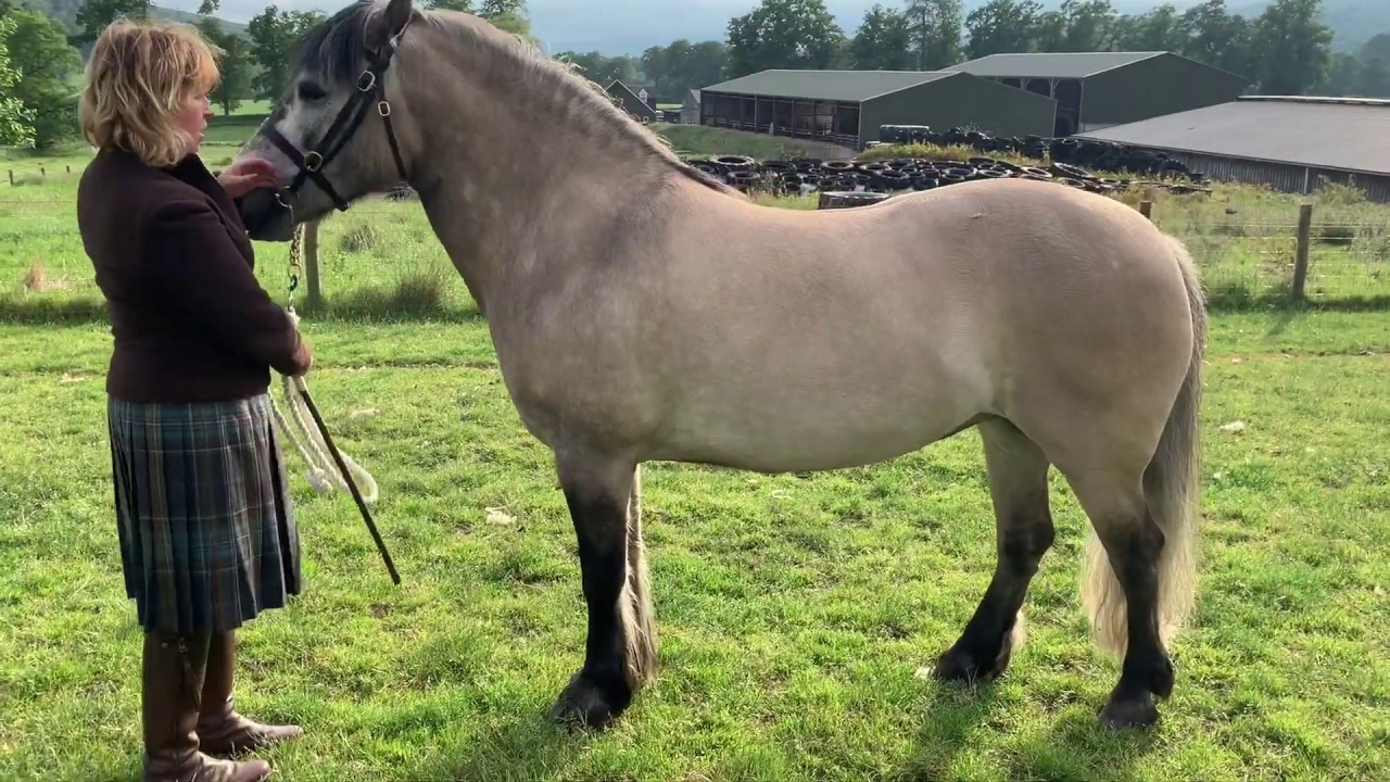 Scottish Agricultural Show, Horse category, Highland Pony section - Silver Rose of Roisbheinn