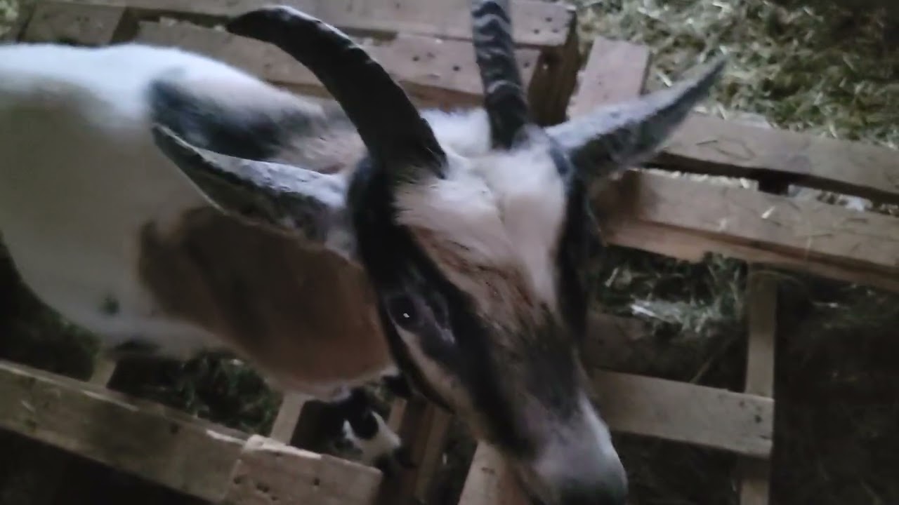 Goats playing king of the hill, cute version.