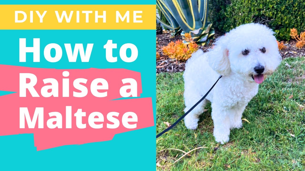 Should You Get a Maltese? Pros and Cons Explained