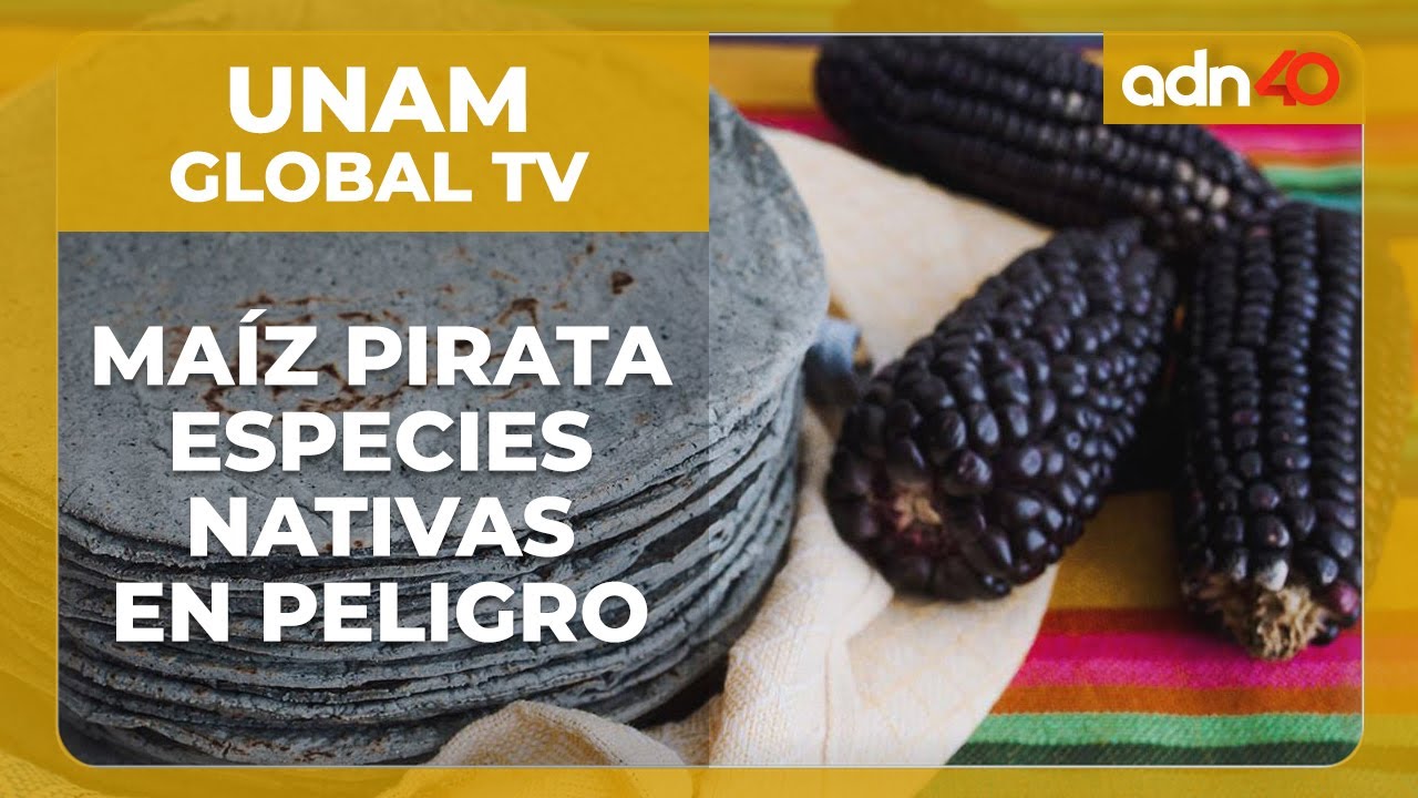 &iexcl;El ma&iacute;z en peligro! 🌽 Estas son las especies nativas que est&aacute;n expuestas a la pirater&iacute;a
