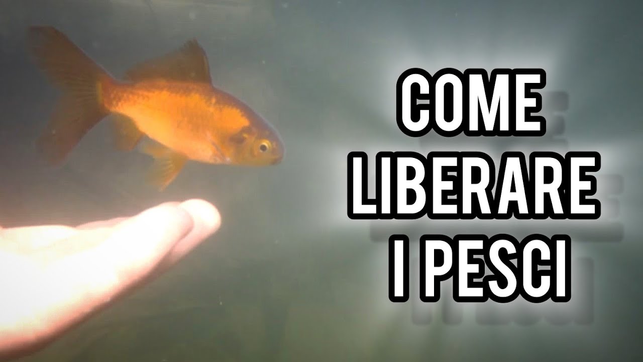 LIBERIAMO i pesci rossi nel nuovo laghetto da 4000 litri insieme.