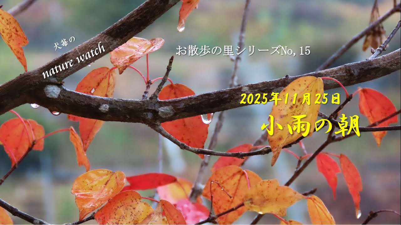 自然のはなし15「小雨の朝」2025年11月25日