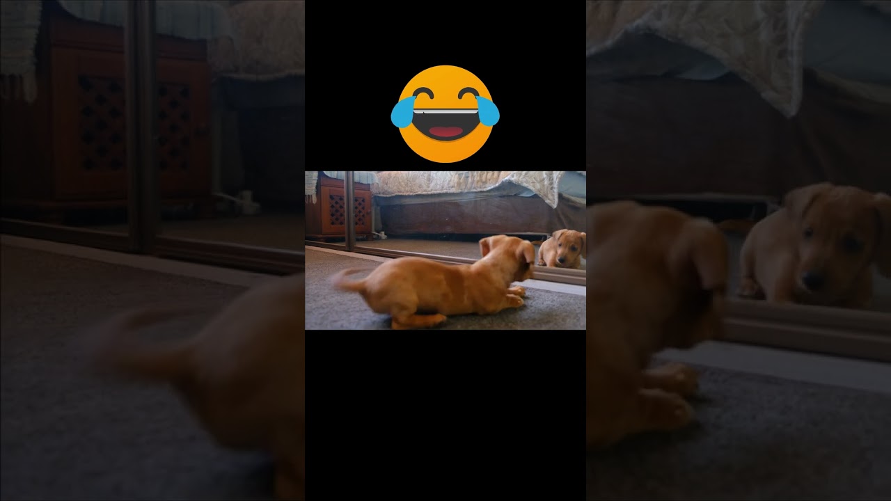#funny #dog #mirror #lol 😂#shorts #trendingshorts #ashwitvlog #viral #viralshorts
