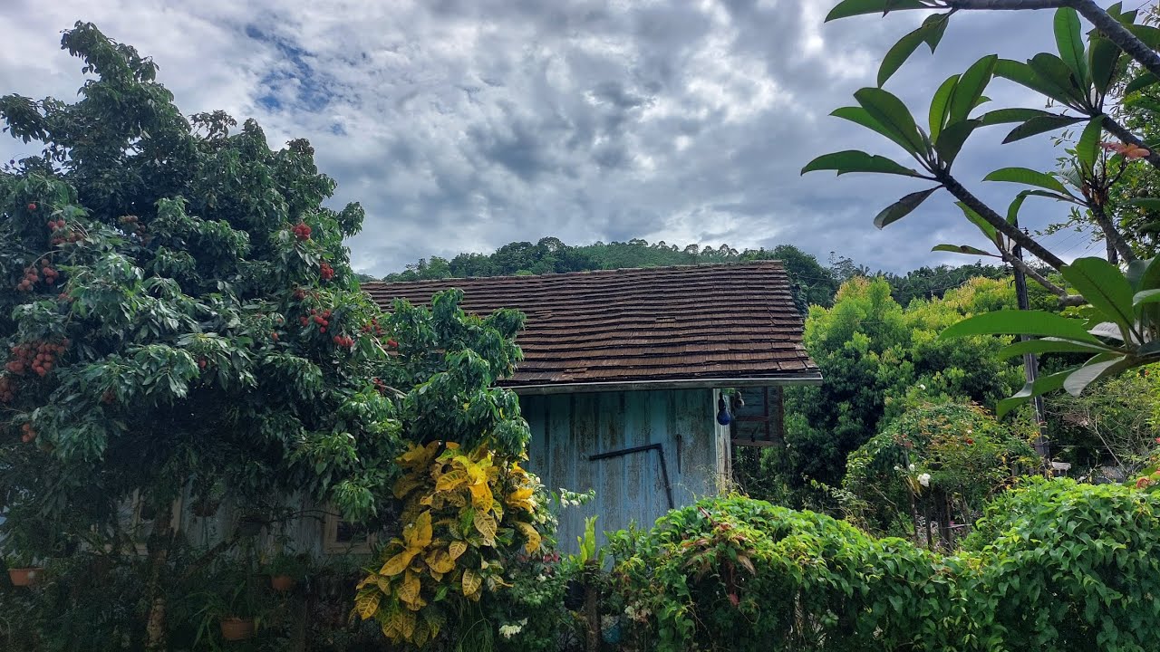 Olá!Tudo bem com vcs,espero que sim, hoje destaque e ixora nunca vi tanta flor entre outras lindezas