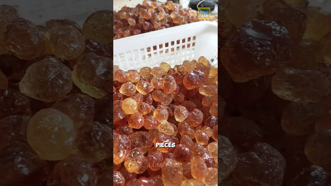 How the Chinese turn peach tree resin into a dish #peachgum #peach #shorts