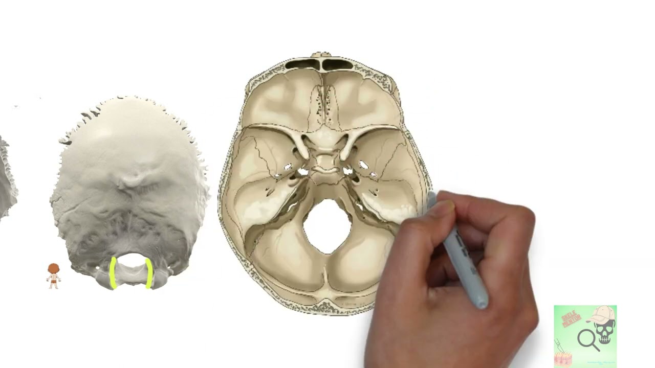 os occipitalis part 2