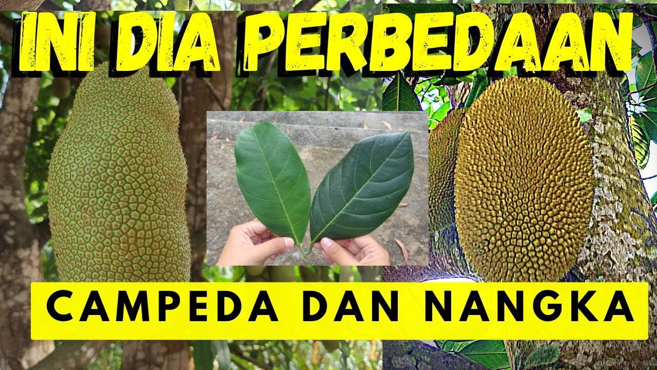 Ternyata ini perbedaan nangka dan cempedak